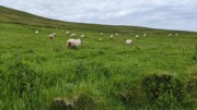 2022-06-06 230 Boat Trip to Great Blasket Island, Dingle Peninsula.jpg