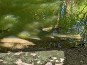 2023-05-10 062 Beggar fishes; Grounds for Sculpture, Hamilton NJ.jpg