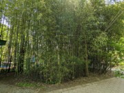 2023-05-10 110 Stand of bamboo; Grounds for Sculpture, Hamilton NJ.jpg
