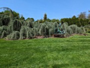 2023-05-10 125 Hawthorne Tree II (1990), Isaac Witkin; Grounds for Sculpture, Hamilton NJ.jpg