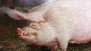2023-05-11 177C Portrait of Pig (1970), Jamie Wyeth; Brandywine Museum.jpg