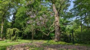 2023-05-12 117. Barnes Arboretum, Merion PA.jpg