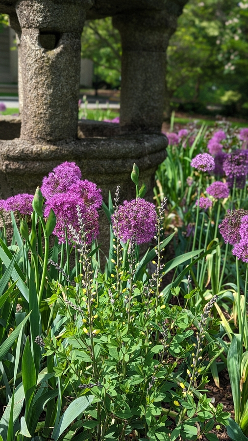 2023-05-12 118 Barnes Arboretum, Merion PA.jpg