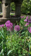 2023-05-12 118 Barnes Arboretum, Merion PA.jpg