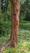 2023-05-12 120 Paperbark maple; Barnes Arboretum, Merion PA.jpg