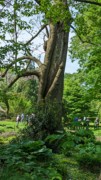 2023-05-12 132 Barnes Arboretum, Merion PA.jpg