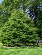 2023-05-12 133 Barnes Arboretum, Merion PA.jpg