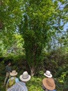 2023-05-12 145 Barnes Arboretum, Merion PA.jpg