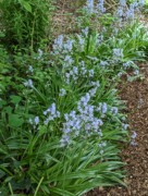 2023-05-12 147 Barnes Arboretum, Merion PA.jpg