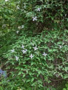 2023-05-12 148 Barnes Arboretum, Merion PA.jpg