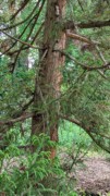 2023-05-12 150 Barnes Arboretum, Merion PA.jpg