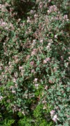 2023-05-12 152 Barnes Arboretum, Merion PA.jpg
