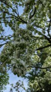2023-05-12 153 Barnes Arboretum, Merion PA.jpg