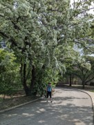 2023-05-12 156 Barnes Arboretum, Merion PA.jpg
