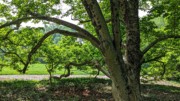 2023-05-12 160 Barnes Arboretum, Merion PA.jpg