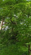 2023-05-12 161 Barnes Arboretum, Merion PA.jpg
