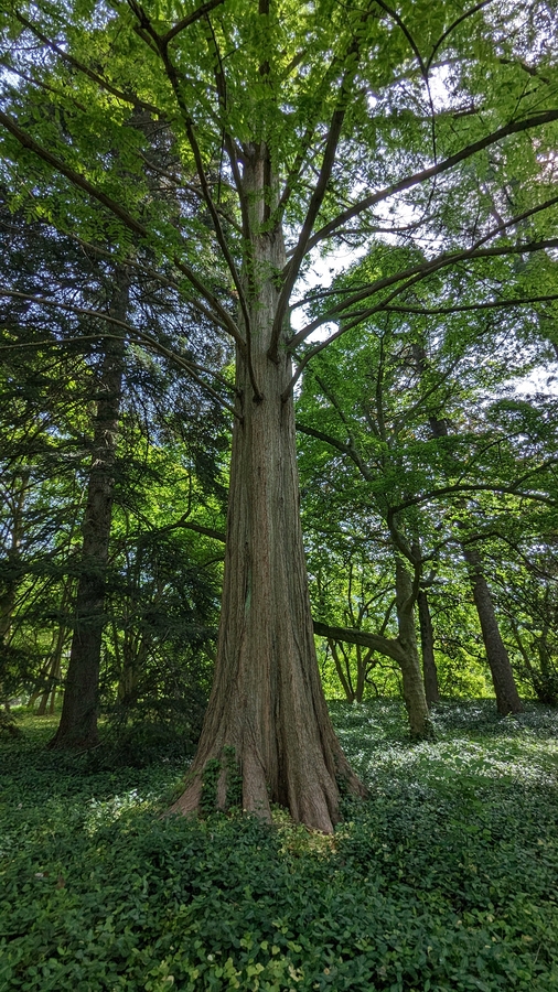 2023-05-12 164 Barnes Arboretum, Merion PA.jpg