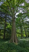2023-05-12 164 Barnes Arboretum, Merion PA.jpg