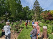 2023-05-12 186 View from steps to Perennial Garden, Herbaceous Teaching Garden; Barnes Arboretum, Merion PA.jpg