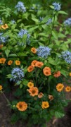 2023-05-12 187 Perennials, Herbaceous Teaching Garden; Barnes Arboretum, Merion PA.jpg