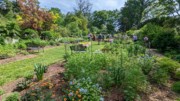 2023-05-12 187. Perennials, Herbaceous Teaching Garden; Barnes Arboretum, Merion PA.jpg