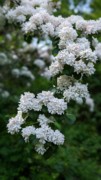 2023-05-12 190. Viburnum (15), Japanese Snowball, Herbaceous Teaching Garden; Barnes Arboretum, Merion PA.jpg