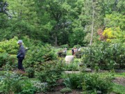 2023-05-12 196 Rose garden, looking down toward perennials, Herbaceous Teaching Garden; Barnes Arboretum, Merion PA.jpg