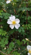 2023-05-12 201 Herbaceous Teaching Garden; Barnes Arboretum, Merion PA.jpg
