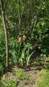 2023-05-12 203 Herbaceous Teaching Garden; Barnes Arboretum, Merion PA.jpg