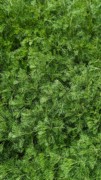 2023-05-12 204 Herbaceous Teaching Garden; Barnes Arboretum, Merion PA.jpg