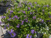 2024-07-22 012 Scaevola (purple) & bacopa (white), Jessica & John Bowlin; Garden Day, Islesboro ME.jpg