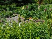 2024-07-22 016 Phlox & monarch over zinnias, Jessica & John Bowlin; Garden Day, Islesboro ME.jpg