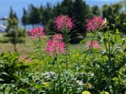 2024-07-22 052 Cleome, Dana & Larry Creel; Garden Day, Islesboro ME.jpg