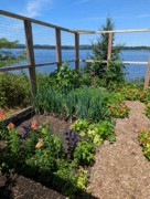 2024-07-22 071 Onions & lots more, Abby & Henry Wilder; Garden Day, Islesboro ME.jpg