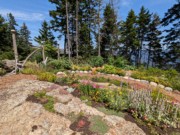 2024-07-22 099 Harry & Carter Brigham; Garden Day, Islesboro ME.jpg