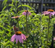 2024-07-22 214 Sharon & Butch McCorison; Garden Day, Islesboro ME.jpg