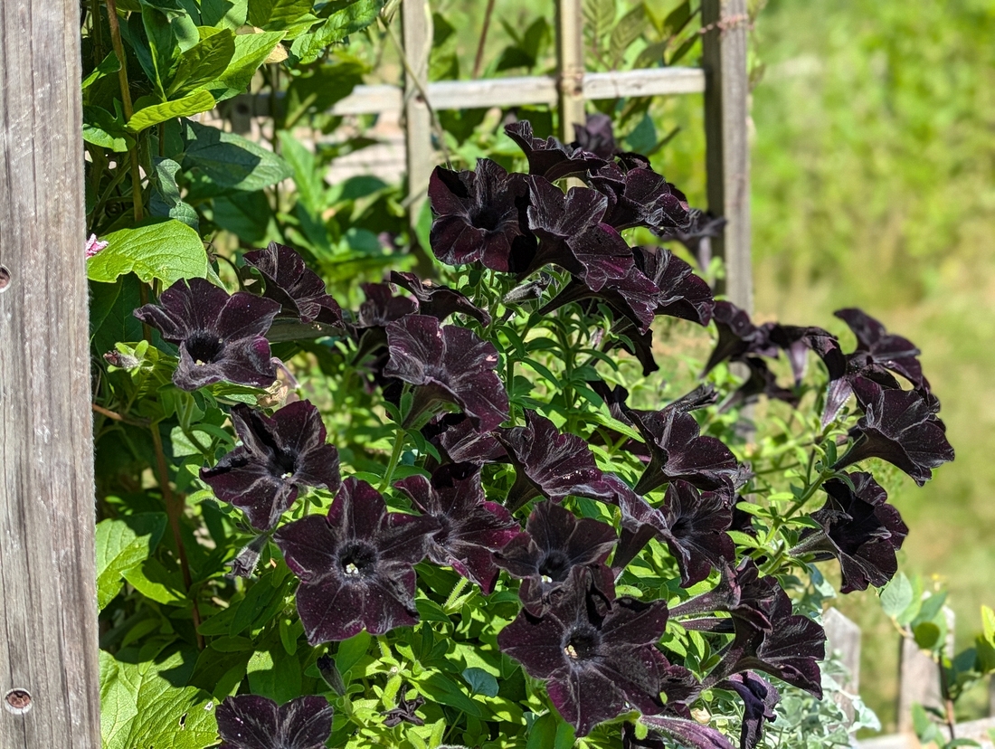 2024-07-22 233 Petunias, Sharon & Butch McCorison; Garden Day, Islesboro ME.jpg