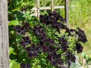 2024-07-22 233 Petunias, Sharon & Butch McCorison; Garden Day, Islesboro ME.jpg