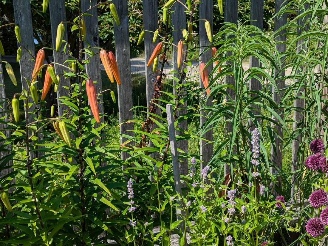 2024-07-22 234 Tiger lily pods, Sharon & Butch McCorison; Garden Day, Islesboro ME.jpg
