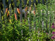 2024-07-22 234 Tiger lily pods, Sharon & Butch McCorison; Garden Day, Islesboro ME.jpg