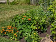 2024-07-22 235 Sharon & Butch McCorison; Garden Day, Islesboro ME.jpg