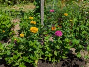 2024-07-22 238 Sharon & Butch McCorison; Garden Day, Islesboro ME.jpg