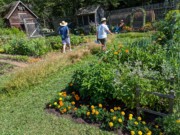 2024-07-22 244 Sharon, Karen & Butch; Sharon & Butch McCorison; Garden Day, Islesboro ME.jpg